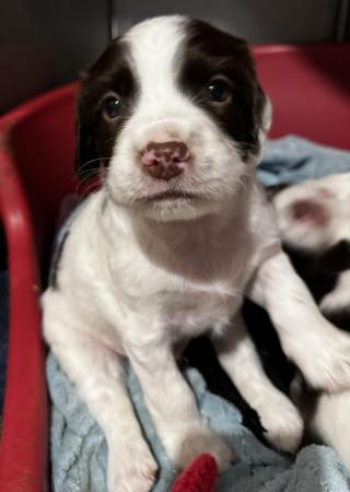 Image 28 of READY NOW Fabulous English springer puppies