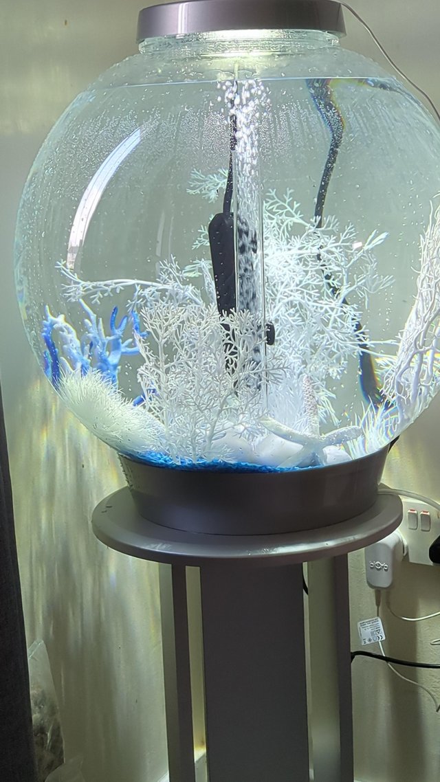 Preview of the first image of 60L Birob Fish tank and stand for sale.
