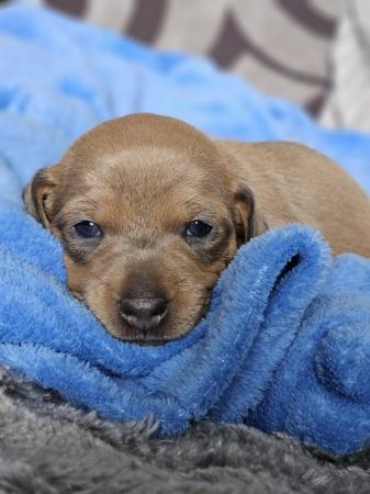 Image 6 of Gorgeous Miniature Dachshund Puppies