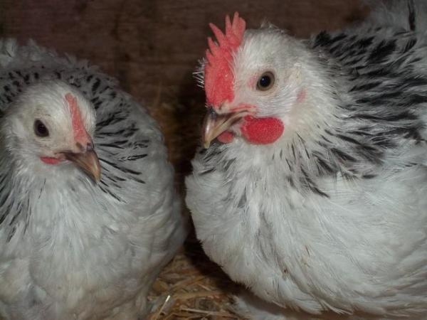Image 1 of WANTED PEKIN PULLETS OR YOUNG HENS.