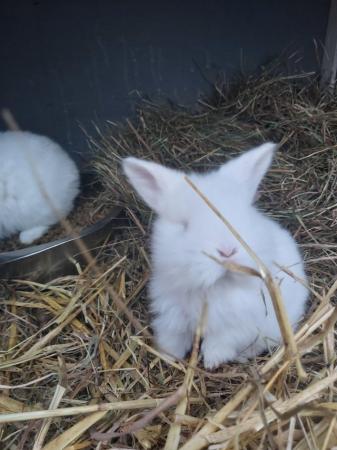 Image 2 of Varrious rabbits available , from 20pounds