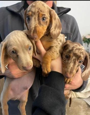 Image 16 of Quality bred Miniature Dachshunds 2 boys 1 girl for sale