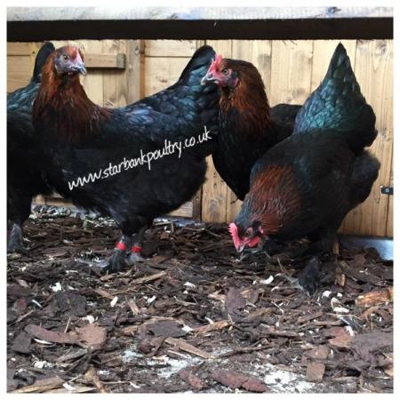 Image 3 of *POULTRY FOR SALE,EGGS,CHICKS,GROWERS,POL PULLETS*