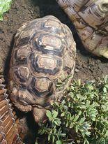 Preview of the first image of 2 healthy male leopard tortoise 18 and 8yrs old.