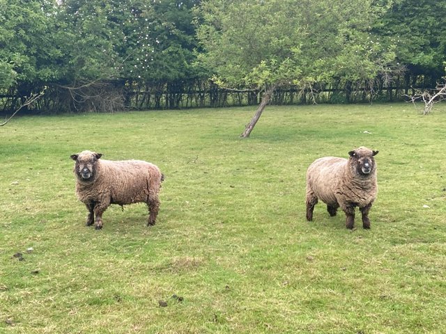 Preview of the first image of Coloured Ryeland Sheep for Sale.