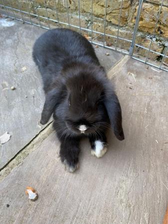 Image 8 of Two bunnies for sale on own or with hutch