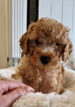 Image 2 of Last 2 Ready f1 cavapoo male puppies reduced apricot