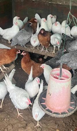 Image 11 of Chickens for sales point of lay