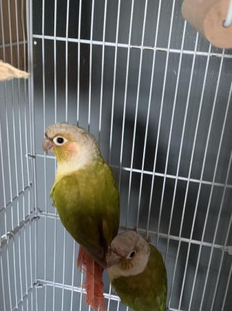 Image 5 of Pineapple conures with cage