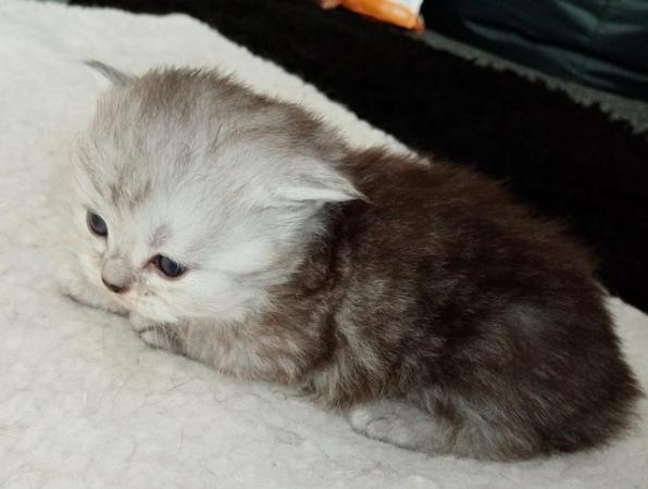 Image 5 of Stunning Persian Cross Kittens
