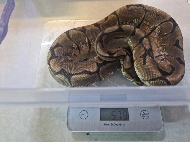 Preview of the first image of For sale Male spider ball python.