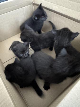 Image 2 of 5 stunning MALE Kittens
