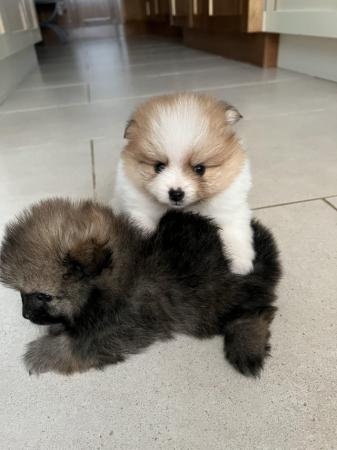 Image 5 of Black & White Parti Pomeranian puppy