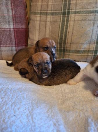 6 stunning Jack Russell puppies from a licenced breeder for sale in Thetford, Norfolk - Image 4