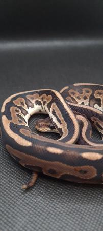Image 14 of Royal /ball pythons available and male and female boas