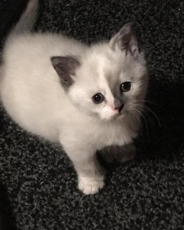 Image 4 of Beautiful Wobbly Ragdoll Kittens (CH) Ready Now