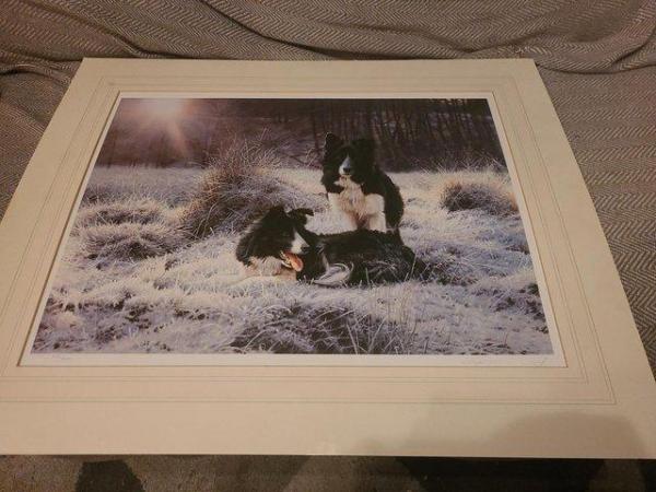 Image 11 of 11 Steven Townsend Limited Edition Prints - Border Collies
