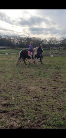 Image 4 of Super quiet Small Adult/ Child pony for sale