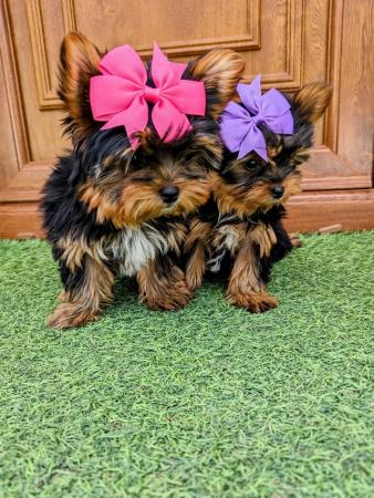 Image 3 of Yorkshire terrier biewer puppies first & second vaccination