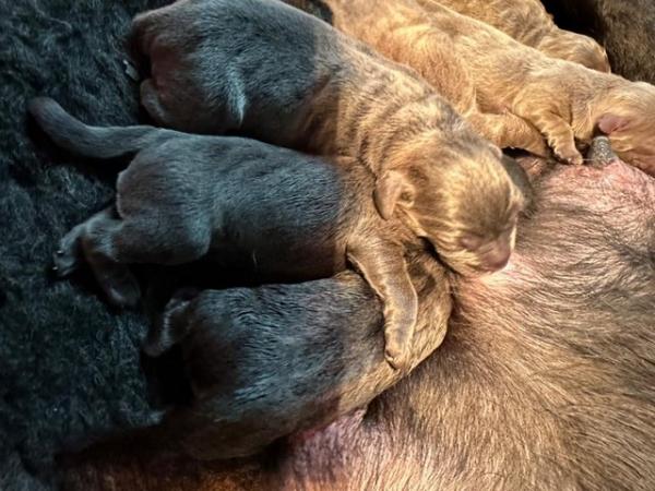 Image 2 of Last 1 - Stunning Charcoal Boys Labrador Pups
