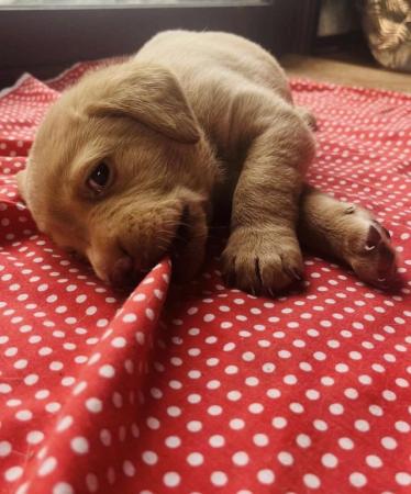 Image 13 of Labrador Puppies, KC Registered, Helsby , Cheshire