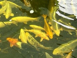Image 4 of Koi carp various colours and types for sale