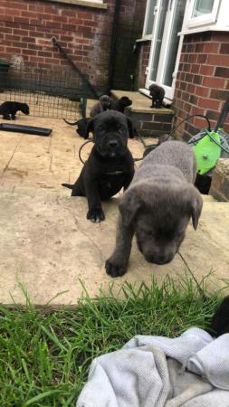 Image 21 of grand champion bloodlines cane corso pups. 10 weeks old.