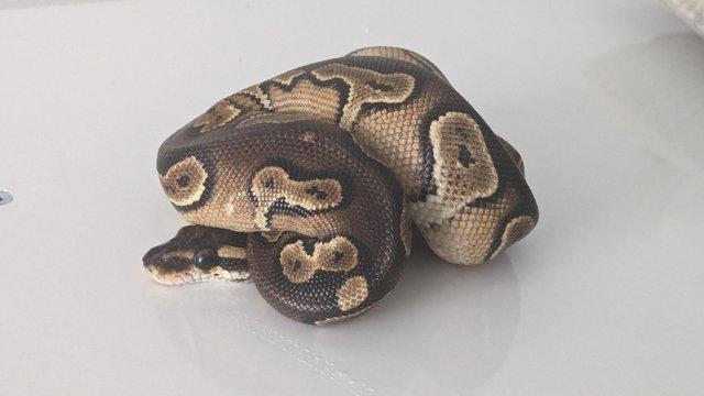 Image 5 of 2023 Blackhead Special Trick Female Ball Python