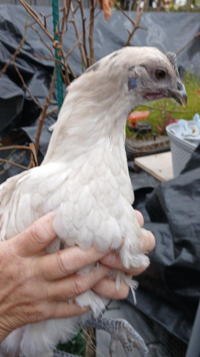 1 zombie hen please read ad — photo 2 of 3
