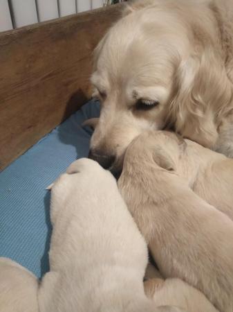 Image 4 of Golden retriever puppies for sale