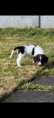 Image 21 of Champion line beautiful english springer spaniels puppies