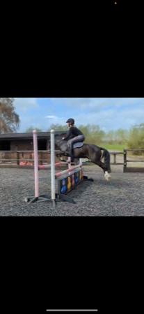 Image 2 of Dressage/bsja jumping project pony