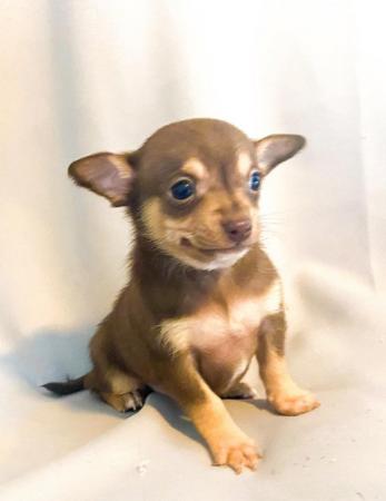 Image 12 of Adorable Kennel Club Registered Chihuahua Puppies