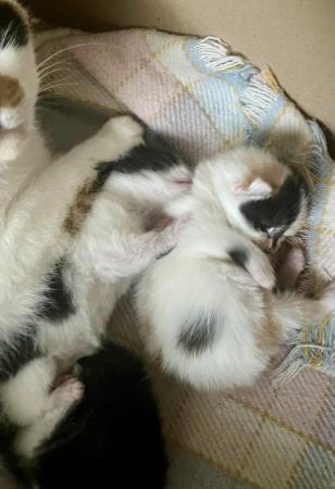 Image 5 of Just Born Trio Ginger Black White Long Furred Kittens