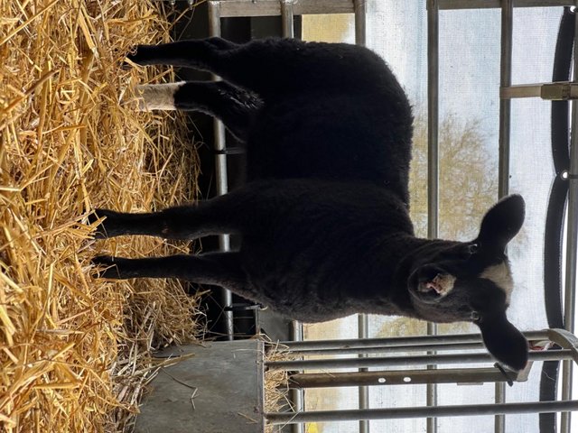 Preview of the first image of Pedigree Zwartble ewe lamb.