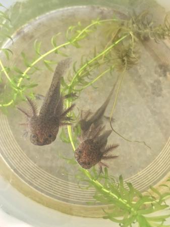 Image 1 of Axolotl babies for sale Evesham