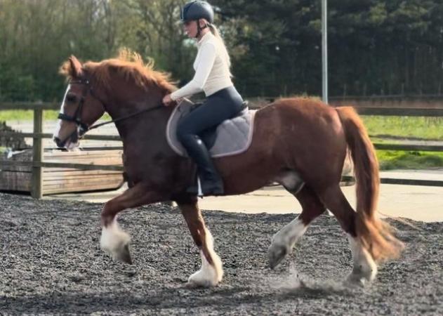Image 2 of Seriously flashy 15.2 ride & drive gelding.