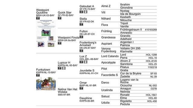 Image 6 of Super small warmblood Infoal for 2025