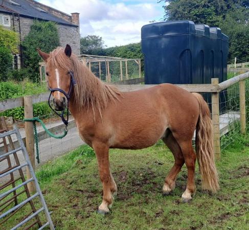 Image 2 of Lovely 2yr Dartmoor pony gelding