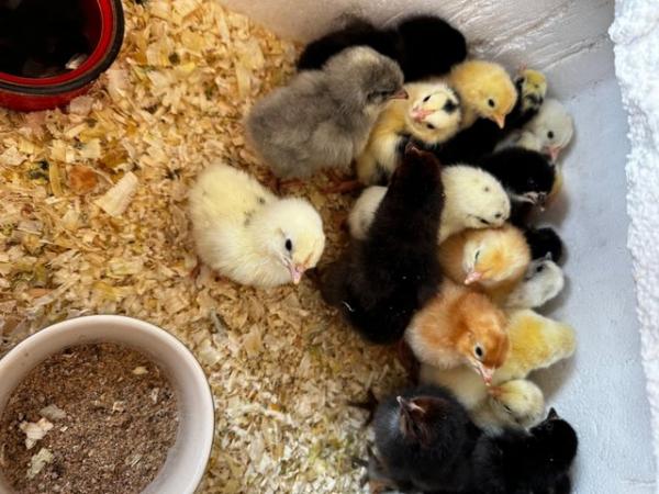 Image 9 of Chicks and hatching eggs for sale-also cocks and hens