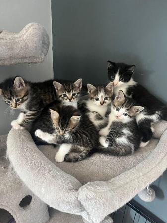 Image 6 of 6 week old kittens for sale