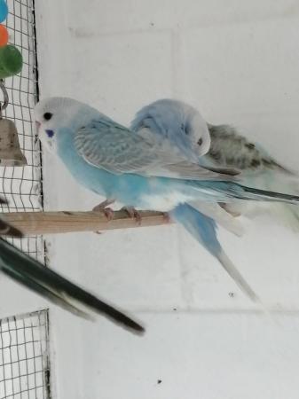 Image 1 of BABY BUDGIES for sale male and female £20each