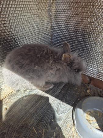 Image 2 of Male rabbit for sale  have a lion