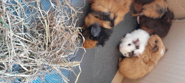 Image 7 of Baby Guinea pigs for sale