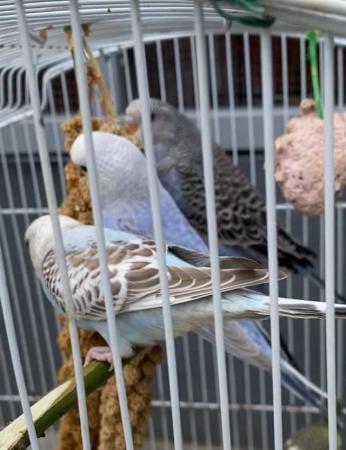 Image 3 of Semi Tame baby budgies ready to go for ever home