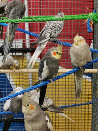 Image 5 of OFFER Stunning young STEADY cockatiels from £80