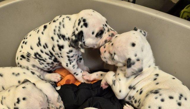 Image 17 of Kc registered dalmatian puppies