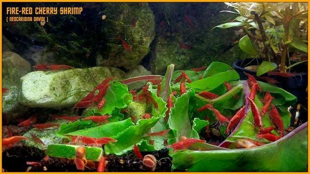 Image 3 of Mixed Cherry Shrimp for Tropical Tank