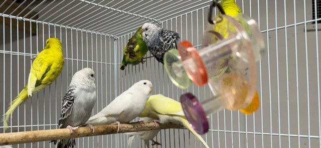 Image 4 of Beautiful Baby Budgies for sale