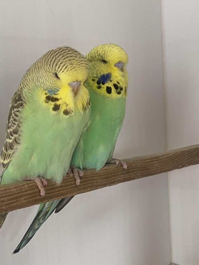 Preview of the first image of Young colourful budgies.